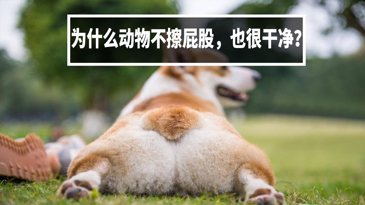 为什么动物不擦屁屁也很干净?人类却不行【A等生】【全民】